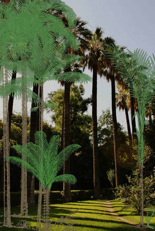 Una foresta di palme reali